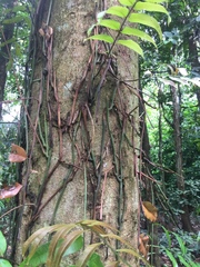 Stenochlaena palustris