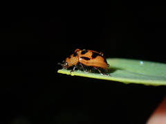 Calomela crassicornis