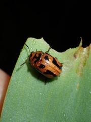 Calomela crassicornis