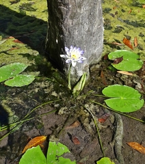 Nymphaea violacea