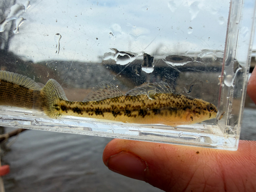 Bandfin darter (Etheostoma zonistium) — Percidae — 5