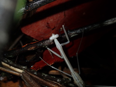 Archimantis brunneriana