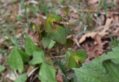 Euphorbia sieboldiana