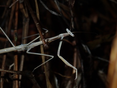 Archimantis brunneriana