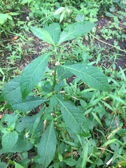 Struchium sparganophorum