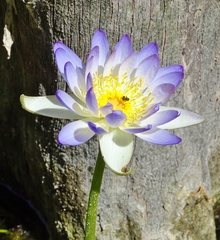 Nymphaea violacea