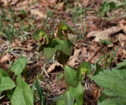 Euphorbia sieboldiana, photograph 1