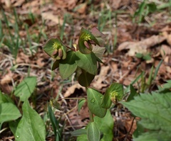 Euphorbia sieboldiana, photograph (c) Repina Tatyana, some rights reserved (CC BY)