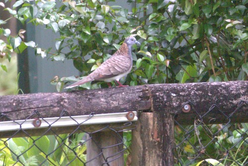 Bar-shouldered Dove (Geopelia humeralis), photo 4