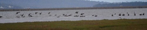 Grey Teal (Anas gracilis), photo 4