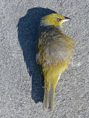 Silvereye (Zosterops lateralis), photo 3