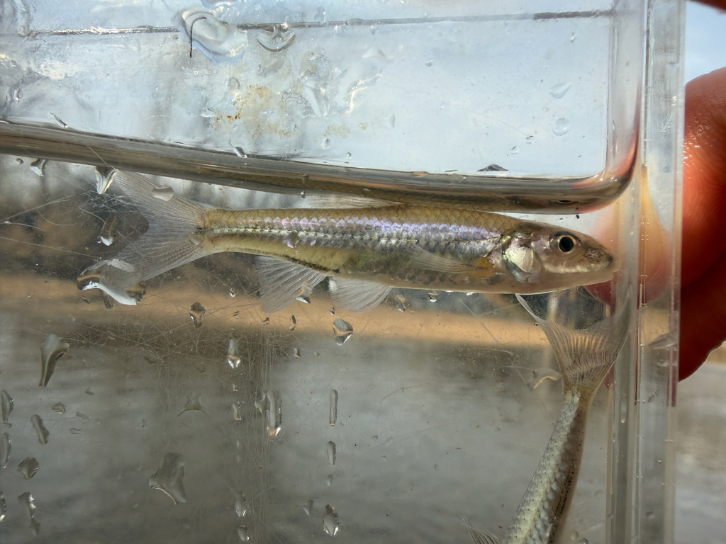 Silverjaw minnow (Ericymba buccata) — Cyprinidae