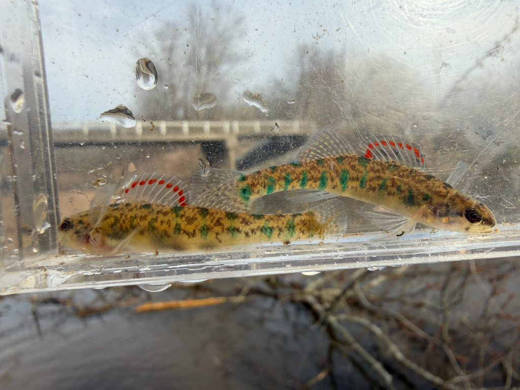 Slough darter (Etheostoma gracile) — Percidae