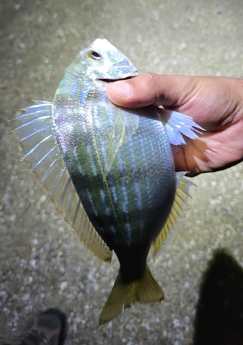 Pinfish (Lagodon rhomboides) — Sparidae — 5