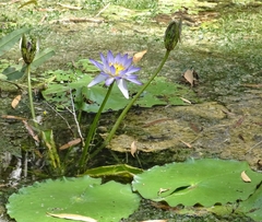 Nymphaea violacea