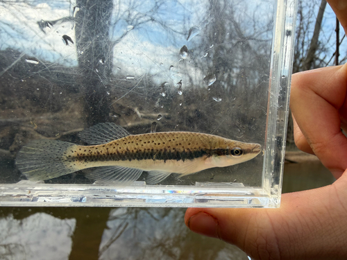 Blackspotted topminnow (Fundulus olivaceus) — Fundulidae