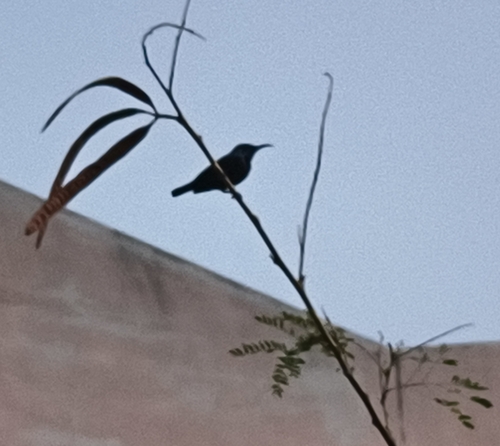 Purple Sunbird (Cinnyris asiaticus), photo 1