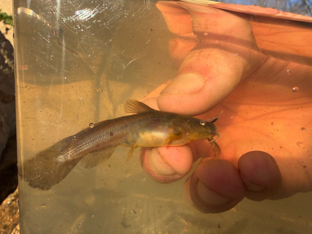 Tadpole madtom (Noturus gyrinus) — Ictaluridae