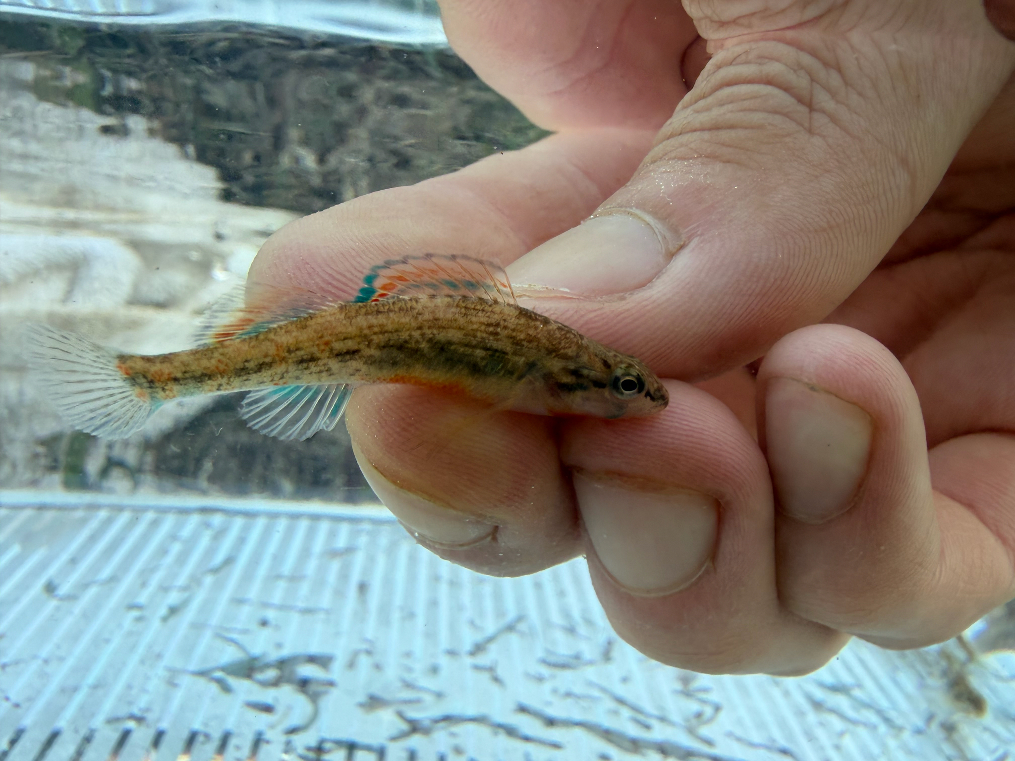 Brook Darter photo 8