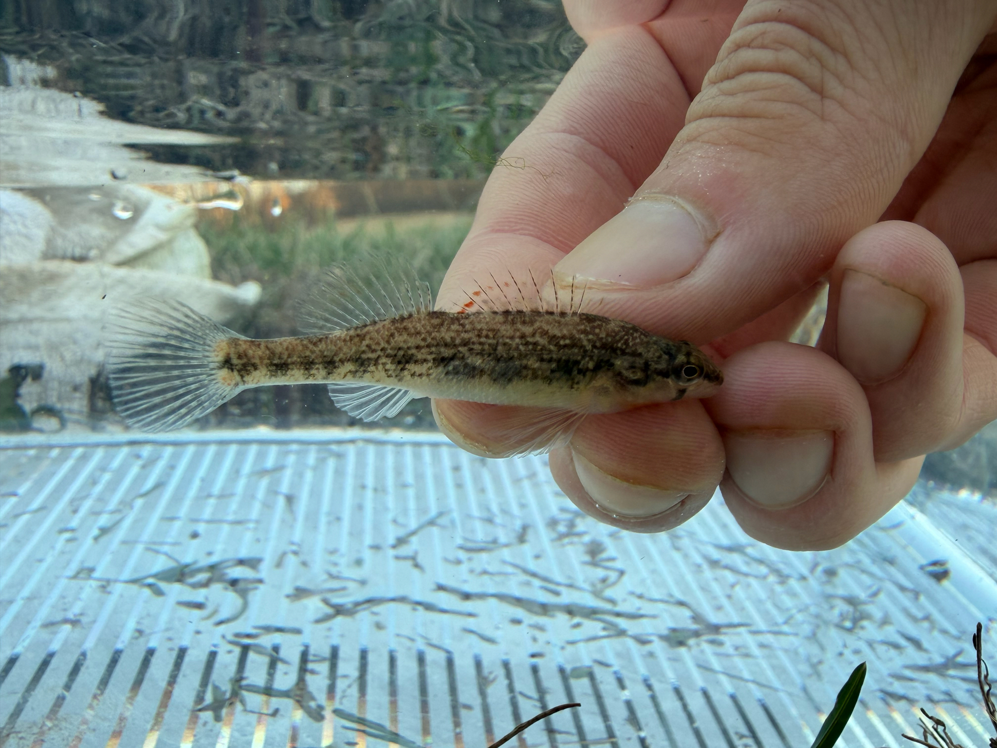 Brook Darter photo 7