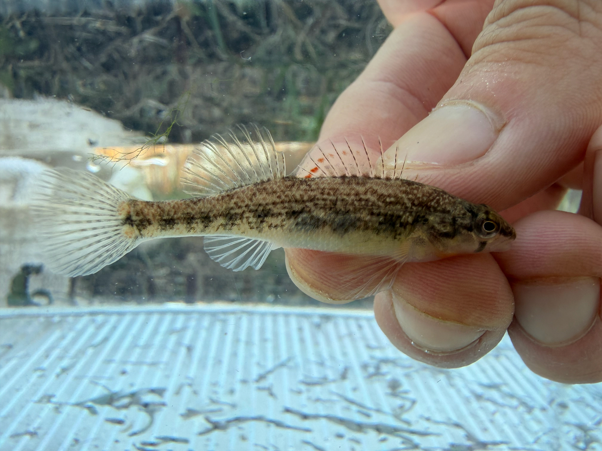 Brook Darter photo 6