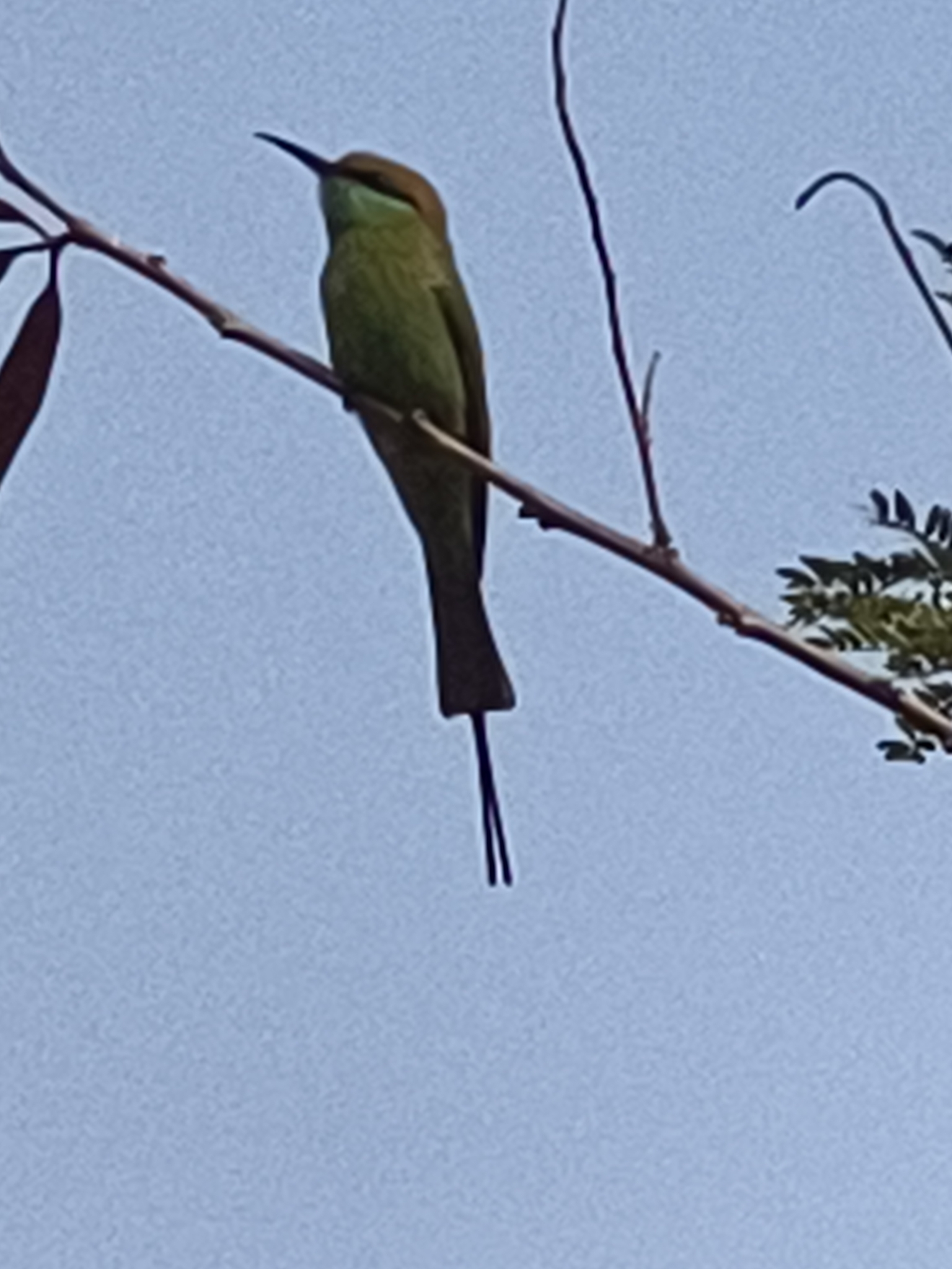 Asian Green Bee-eater (Merops orientalis), photo 3