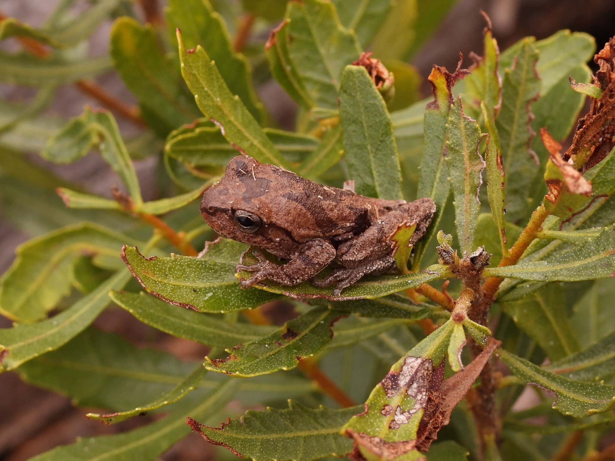 Dryophytes femoralis (Daudin, 1800)