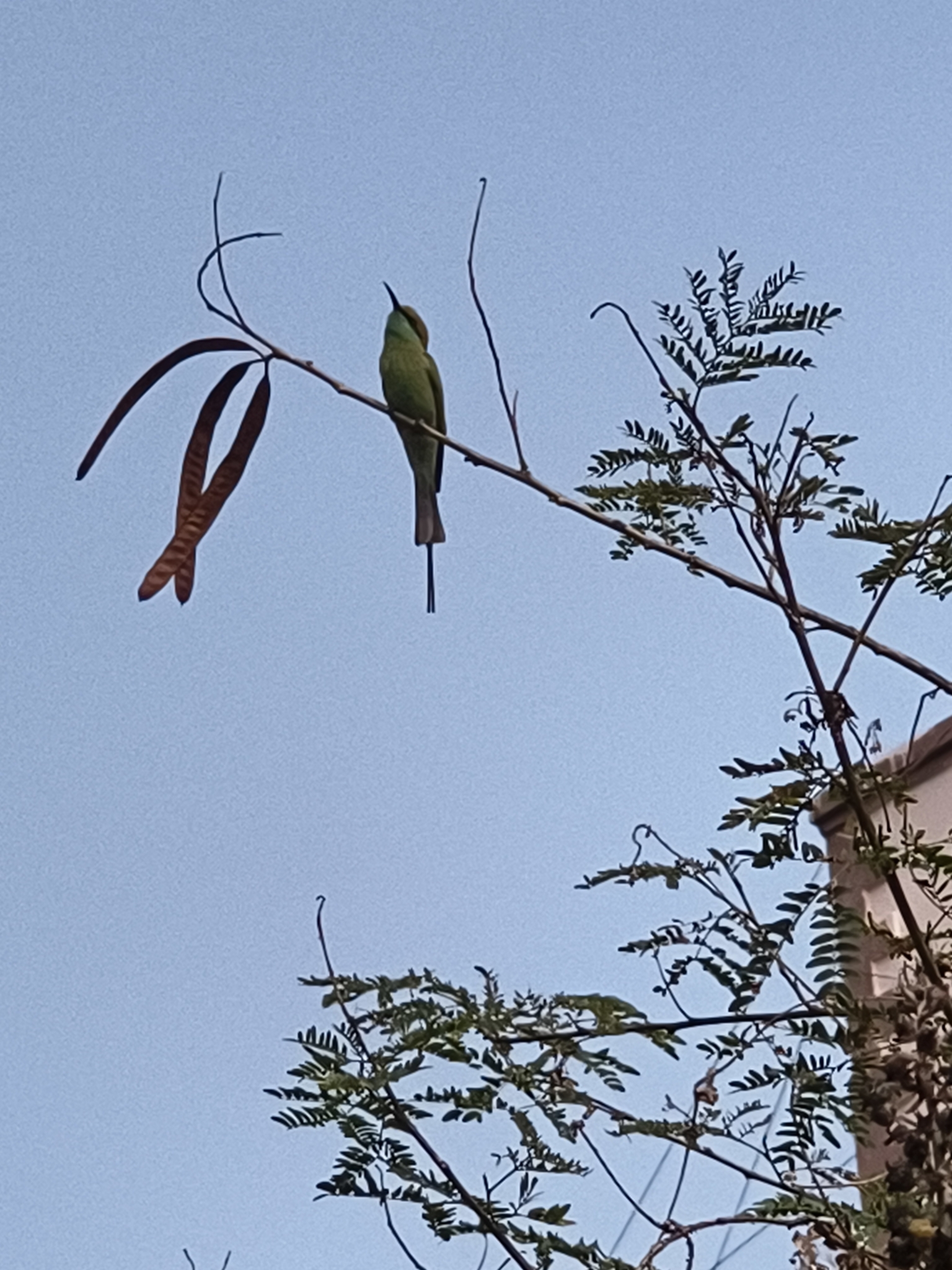 Asian Green Bee-eater (Merops orientalis), photo 4