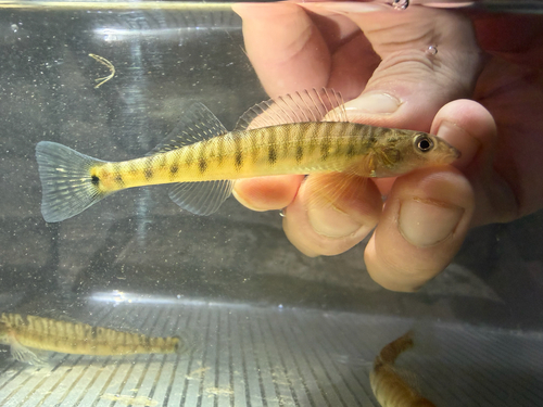 Log perch (Percina caprodes) — Percidae — 2