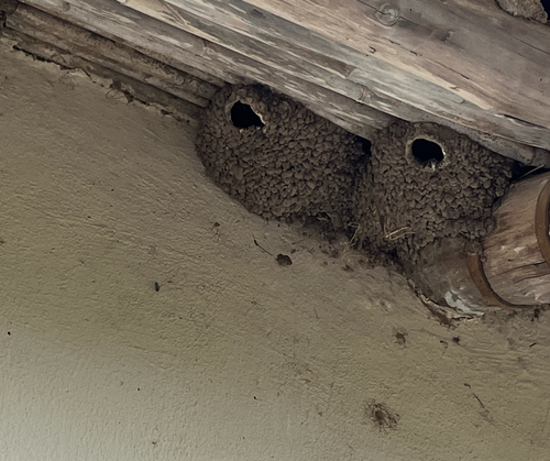 American Cliff Swallow (Petrochelidon pyrrhonota), photo 1