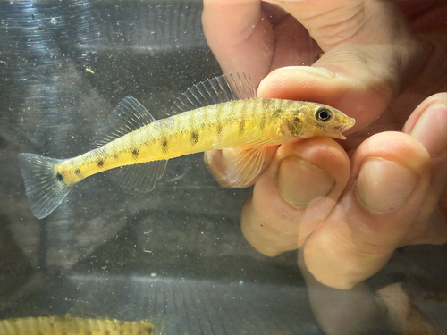 Log perch (Percina caprodes) — Percidae — 3