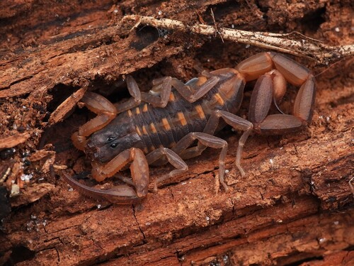 Hentz Striped Scorpion photo 6