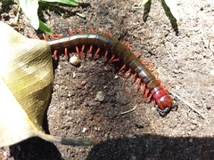 Cormocephalus nitidus