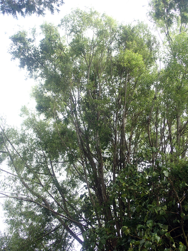Salix fragilis