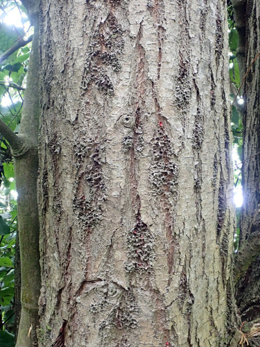 Salix × fragilis, photograph 1