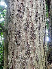 Salix × fragilis, photograph Peter de Lange, CC0, iNaturalist via GBIF