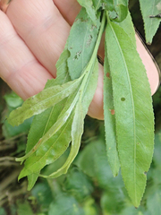 Salix × fragilis, photograph Peter de Lange, CC0, iNaturalist via GBIF