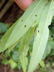 Salix × fragilis, photograph Peter de Lange, CC0, iNaturalist via GBIF