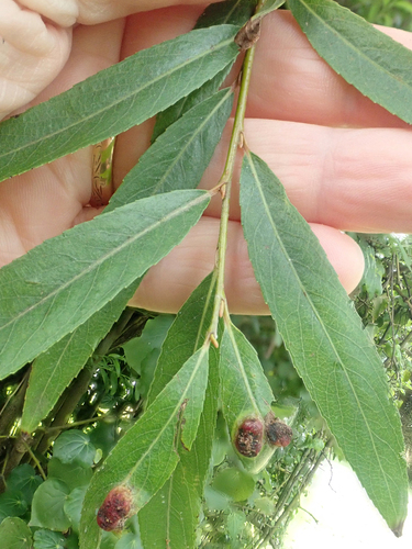 Salix × fragilis, photograph 4