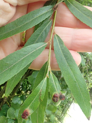 Salix × fragilis, photograph Peter de Lange, CC0, iNaturalist via GBIF