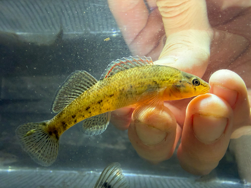 Rainbow darter (Etheostoma caeruleum) — Percidae — 5