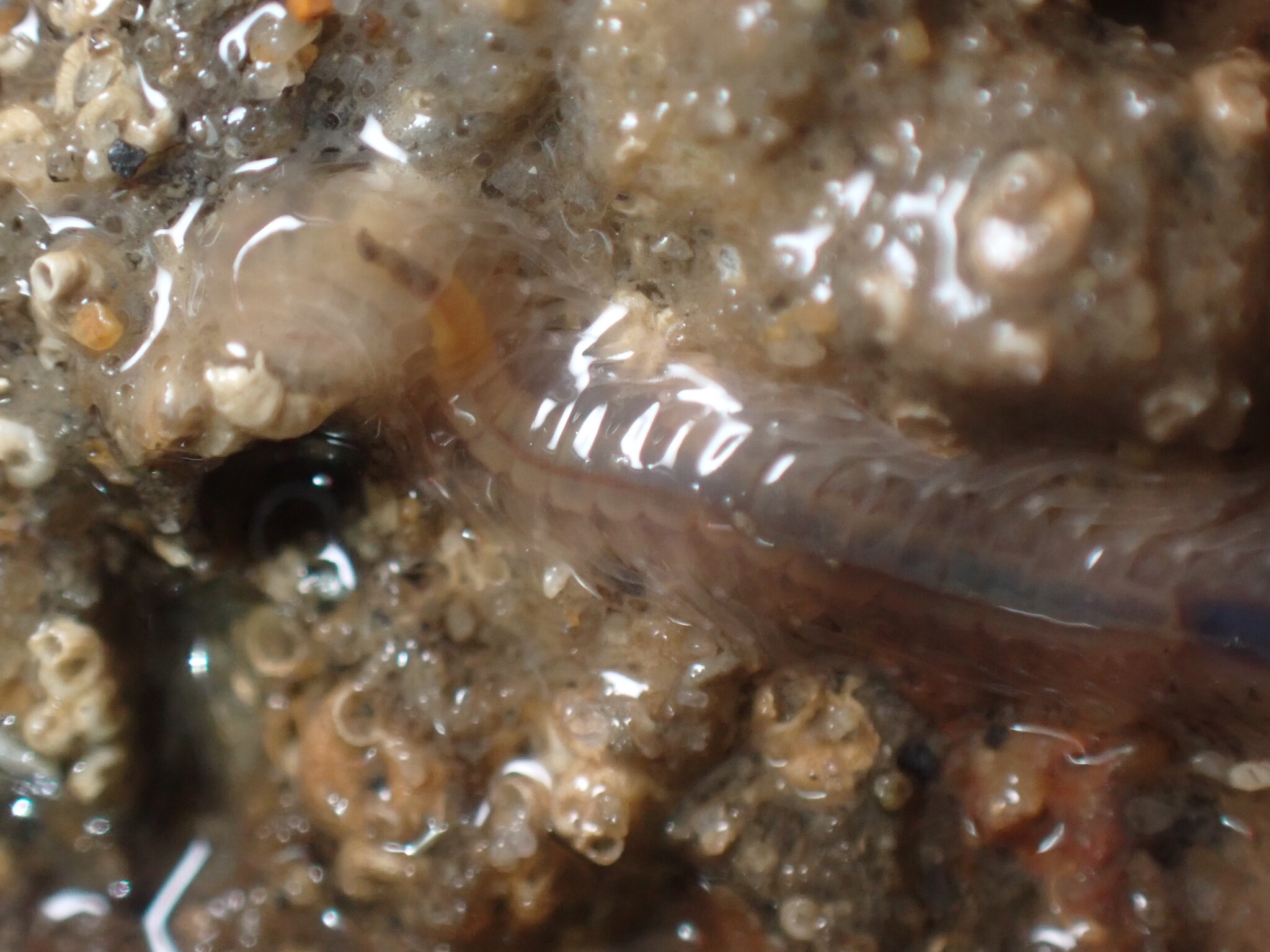 Amphiduros fuscescens (Marenzeller, 1875)