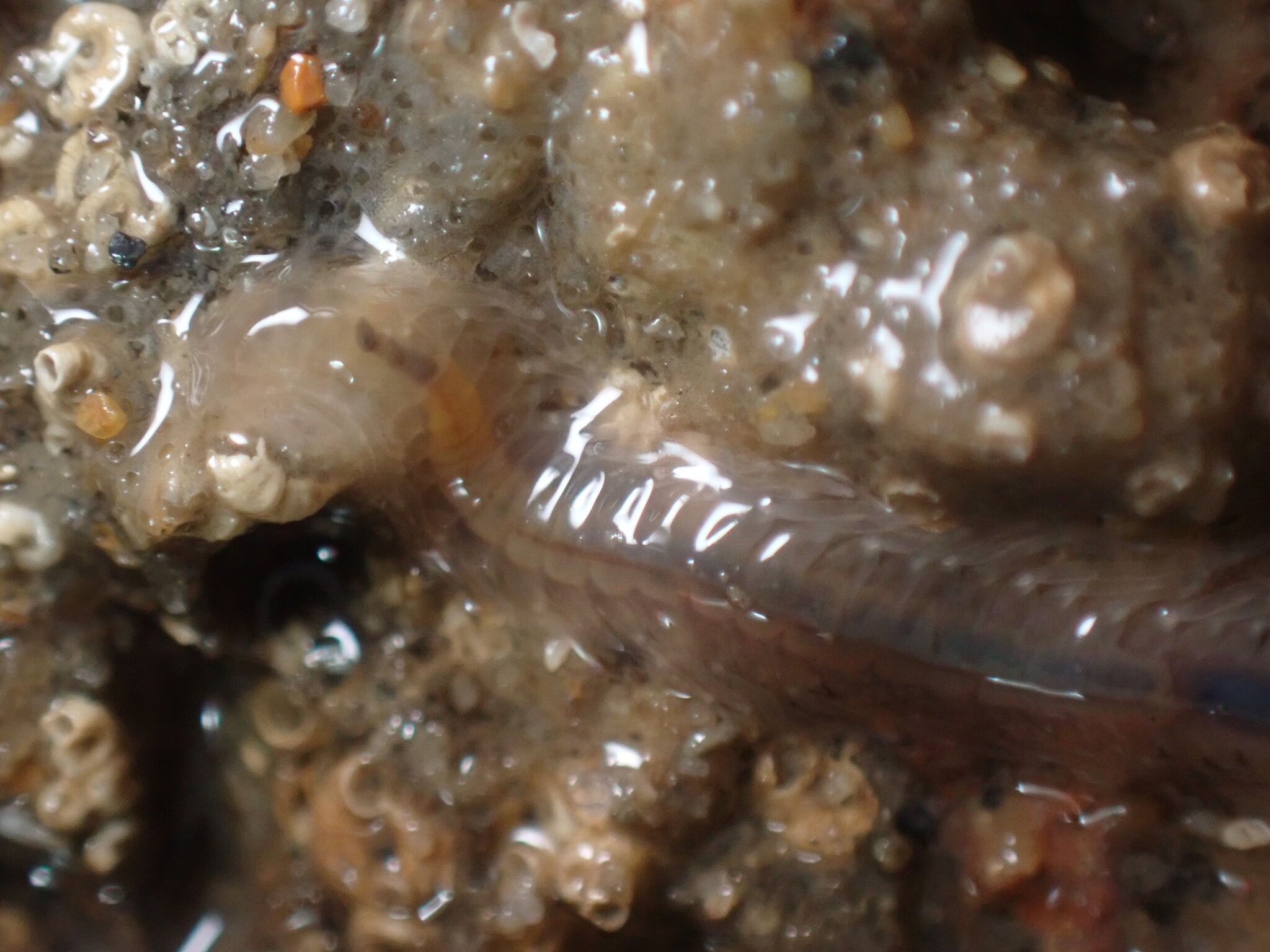 Amphiduros fuscescens (Marenzeller, 1875)