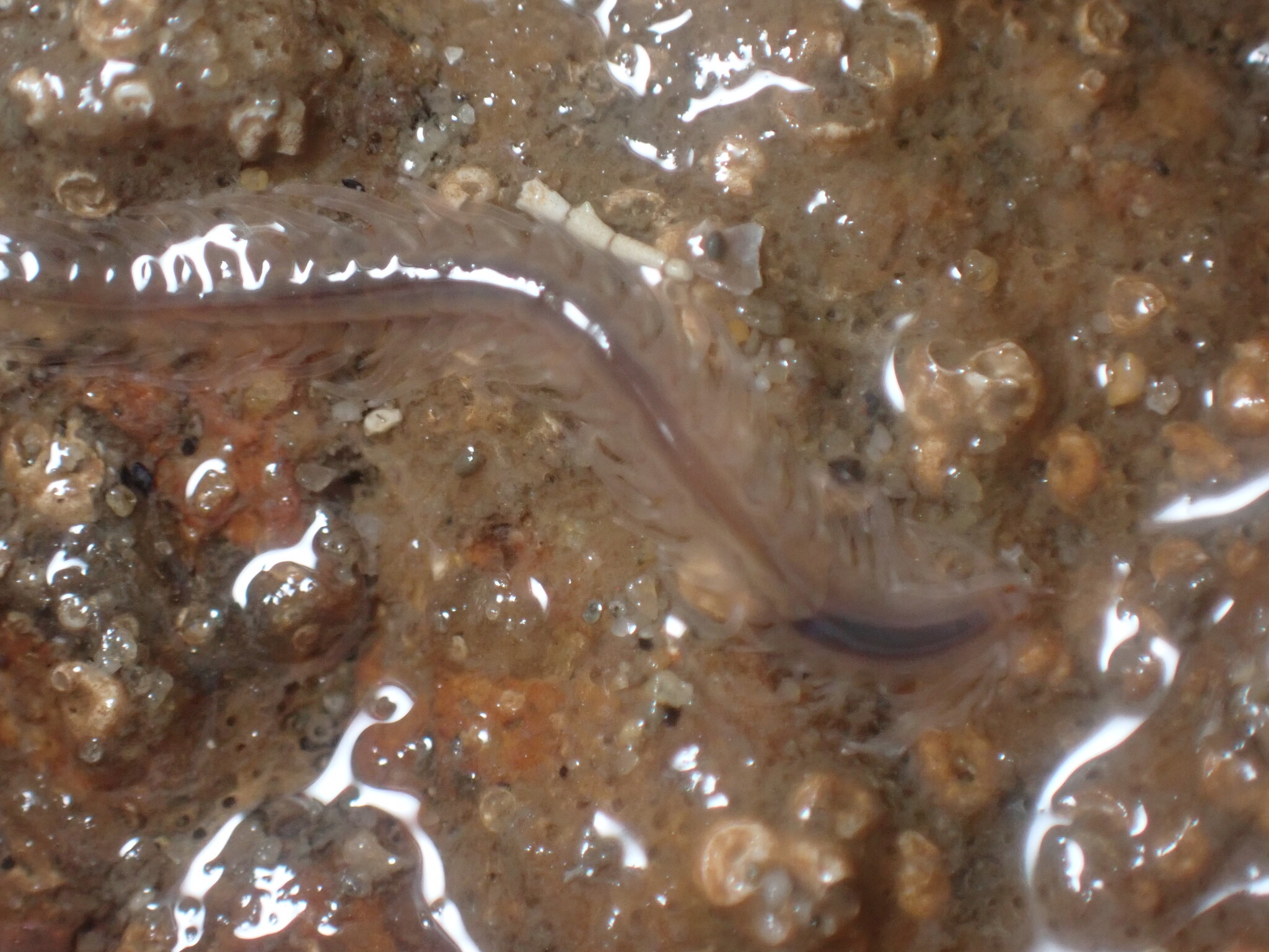 Amphiduros fuscescens (Marenzeller, 1875)