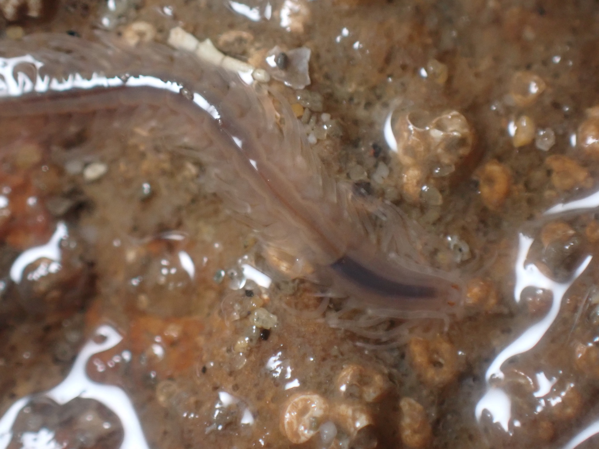 Amphiduros fuscescens (Marenzeller, 1875)