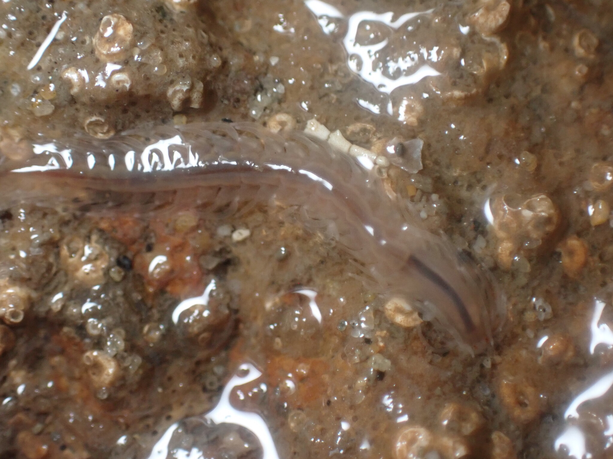Amphiduros fuscescens (Marenzeller, 1875)