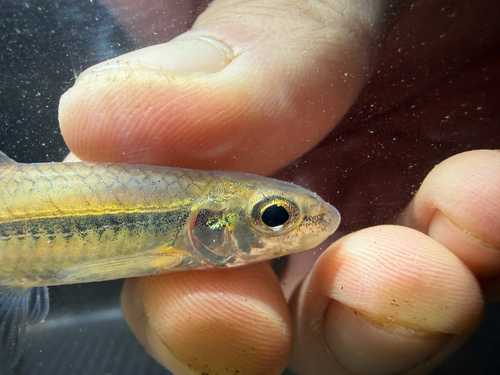 Bigeye chub (Hybopsis amblops) — Cyprinidae — 4