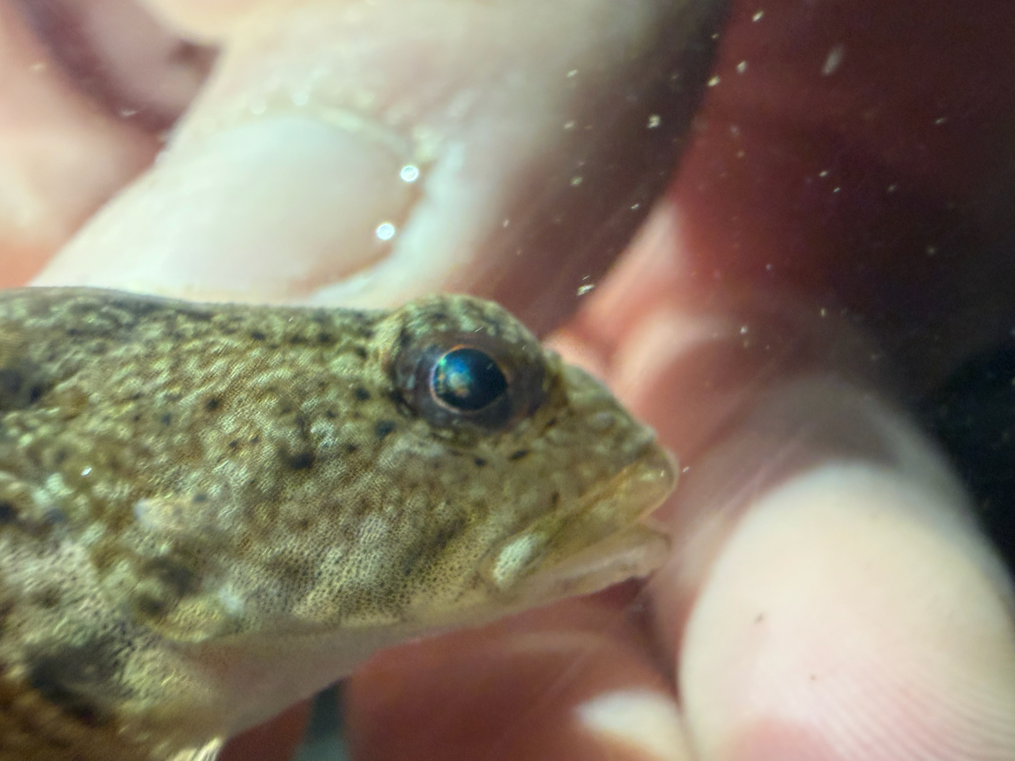 Knobfin Sculpin photo 8