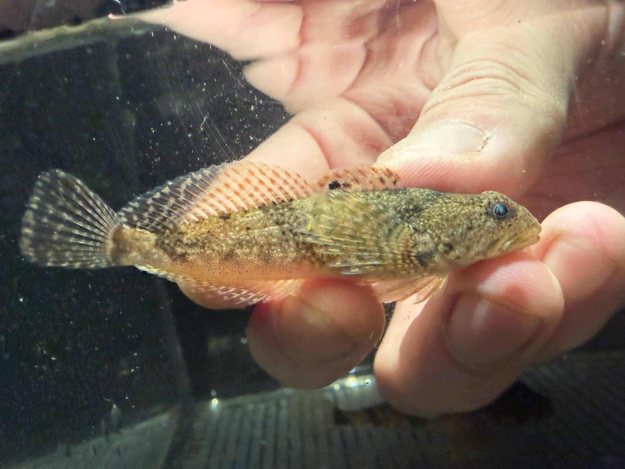 Knobfin Sculpin photo 6