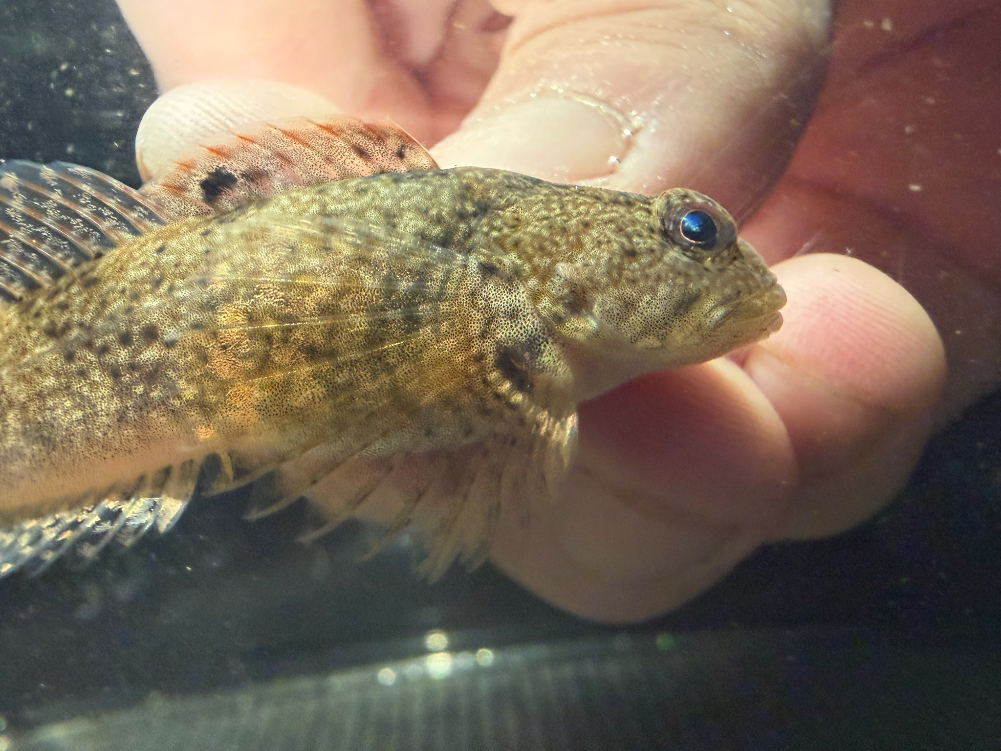 Knobfin Sculpin photo 7